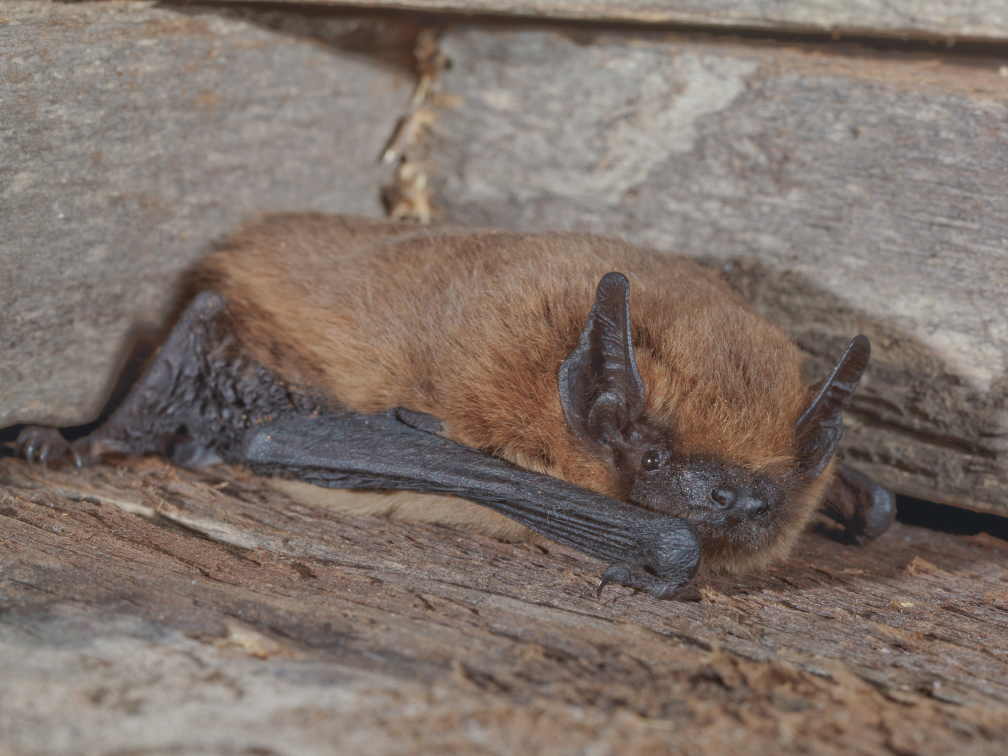 Bild zum Event: Gebt den Nachtjägern ein Zuhause! 